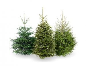 christmas trees 300x230