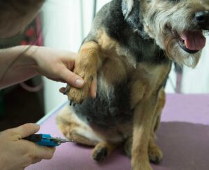 dog having its claws clipped 300x244